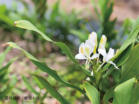 野薑花風水|野薑花：母性的婉約與強韌